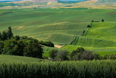 Scenic view of agricultural field