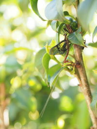 Close-up of insect on plant