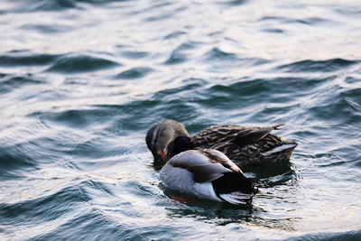 Duck swimming in a lake