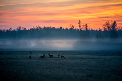 A beautiful misty morning with wild red deer herd grazing in the meadow. 