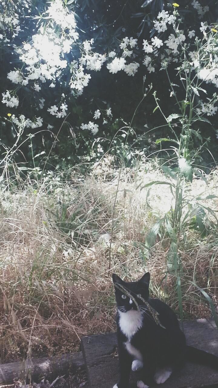 pets, one animal, animal themes, domestic animals, mammal, domestic cat, cat, feline, dog, plant, whisker, nature, no people, high angle view, sitting, outdoors, looking at camera, alertness, day, relaxation