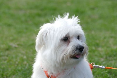 Close-up of white dog on field