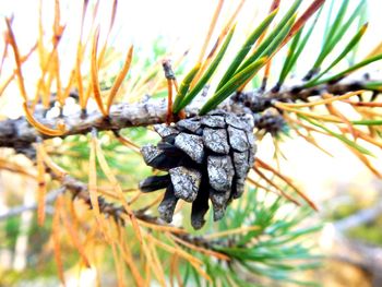 Close-up of plant against trees