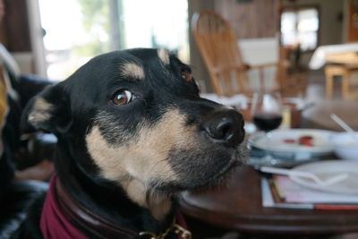 Close-up of dog looking away