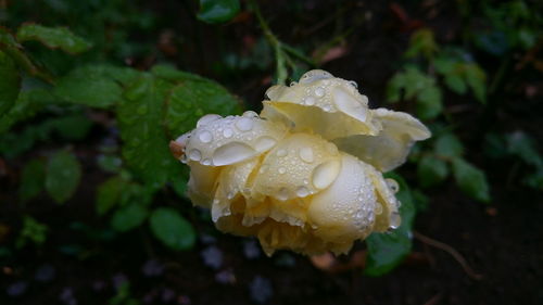 Close-up of water drops on yellow rose flower