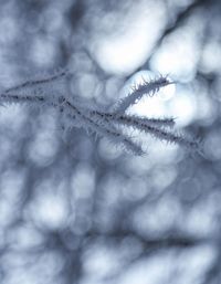 Close-up of frozen plant during winter