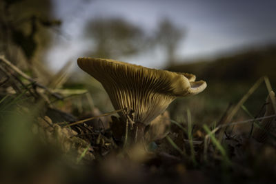 Close-up of mushroom in grass