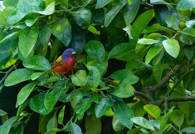 High angle view of bird perching on plant