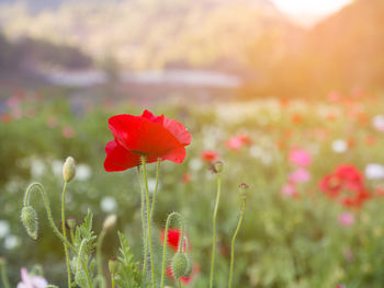 Close-up of red poppy flowers growing in field