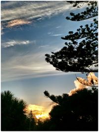 Silhouette of trees at sunset