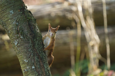 Close-up of squirrel on tree trunk