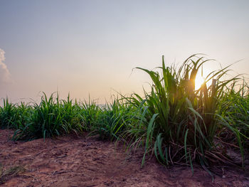 Plants growing on field against sky during sunset