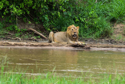 Portrait of lion relaxing beside a river