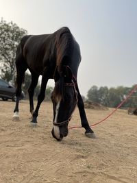 Horse standing in a field