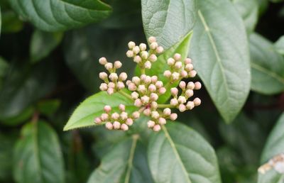 Close-up of buds growing on plant