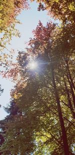 Low angle view of sunlight streaming through trees in forest