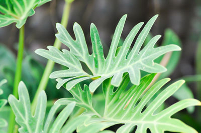 Close-up of raindrops on plant