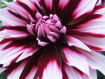 Close-up of pink dahlia