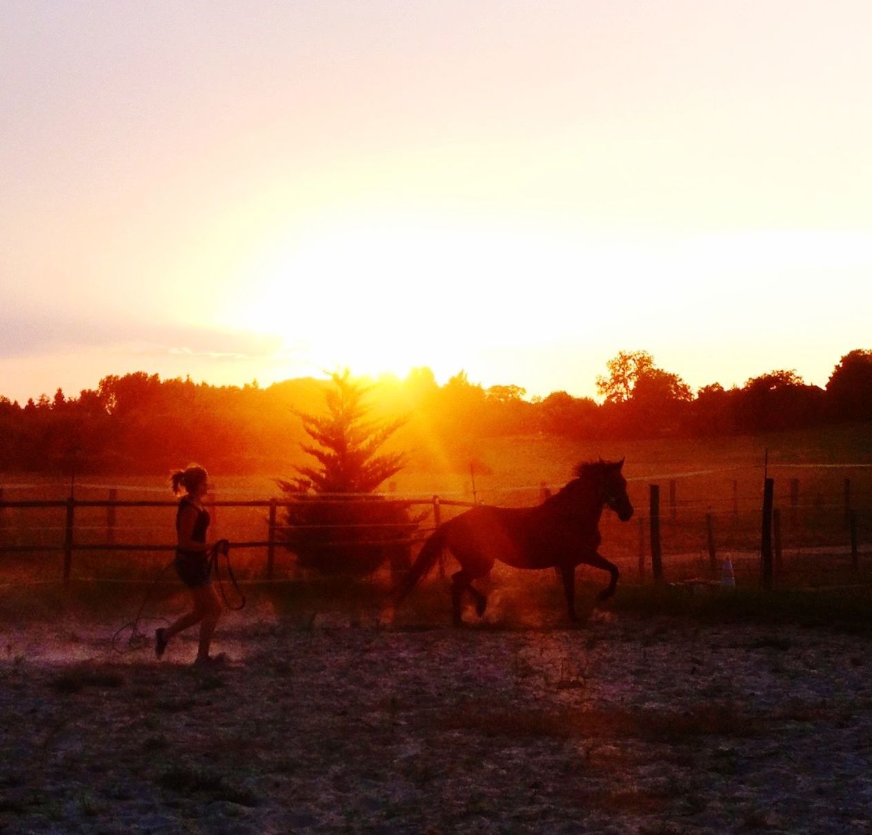 sunset, orange color, lifestyles, leisure activity, togetherness, sun, men, domestic animals, bonding, silhouette, full length, mammal, sky, love, nature, animal themes, field, friendship