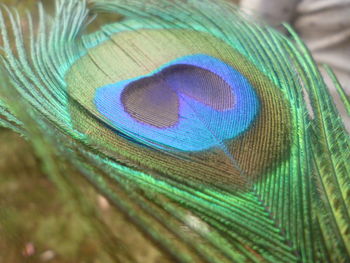 Close-up of peacock feathers