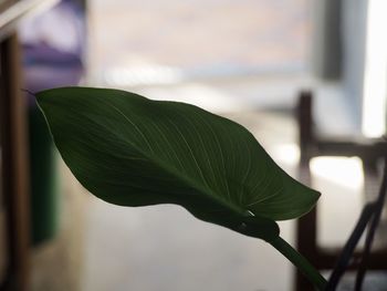 Close-up of plant leaves