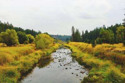 Scenic view of stream amidst trees against sky