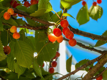 Low angle view of red berries growing on tree