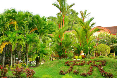 Palm trees in park against sky