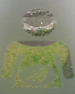 High angle view of flowering plant against trees