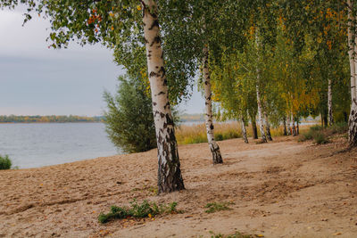 View of an animal on beach