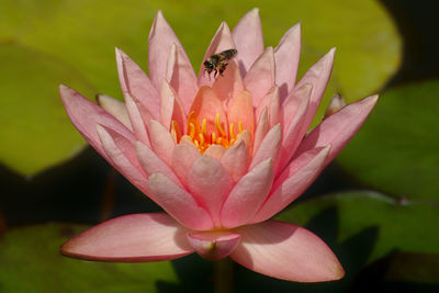 Close-up of bee on pink flower