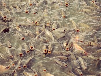 High angle view of fishes swimming in sea