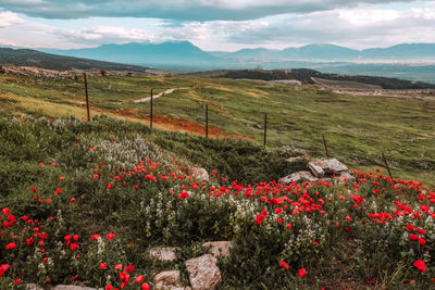 Scenic view of grassy field against cloudy sky