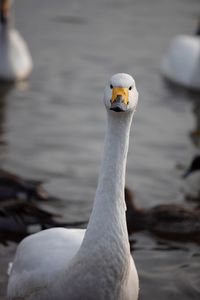 Close-up of swan in lake