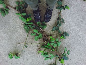 Plants growing on a tree