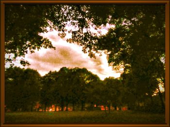 Trees on field against sky