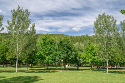 Trees on field against sky