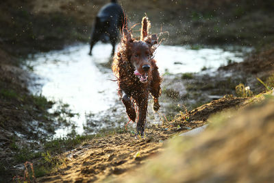 Dog running in water