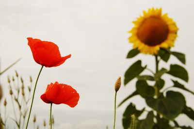 Close-up of red poppy against orange sky