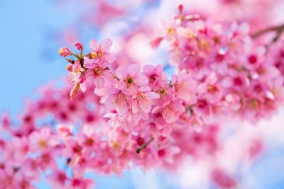 Close-up of pink flowers on tree