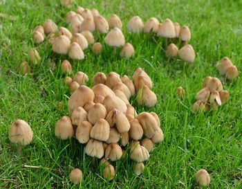 Close-up of mushrooms growing on field