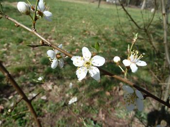 Close-up of white flowers on branch