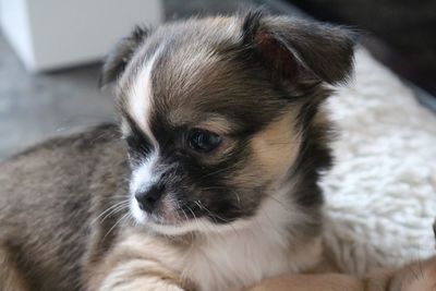 Close-up of a dog looking away