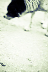 Close-up of woman in bikini
