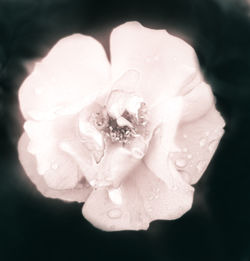 Close-up of wet rose