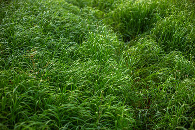 Full frame shot of long green grass on field, closeup with selective focus
