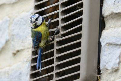 Close-up of bird perching on grate