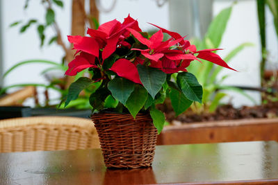 Close-up of red potted plant in basket