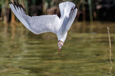 Seagull flying over lake