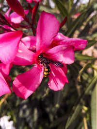 Close-up of bee on pink flower